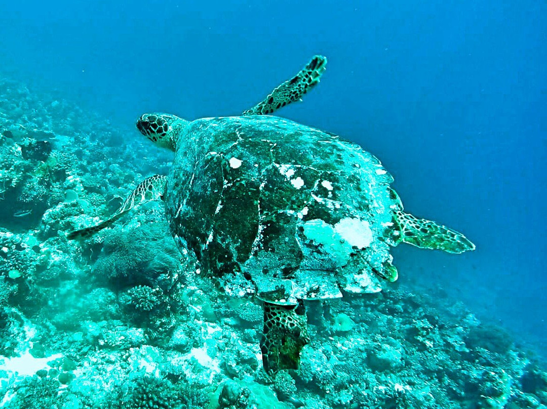 TGI Dhiffushi Diving Academy-Dhiffushi Island必去景点
