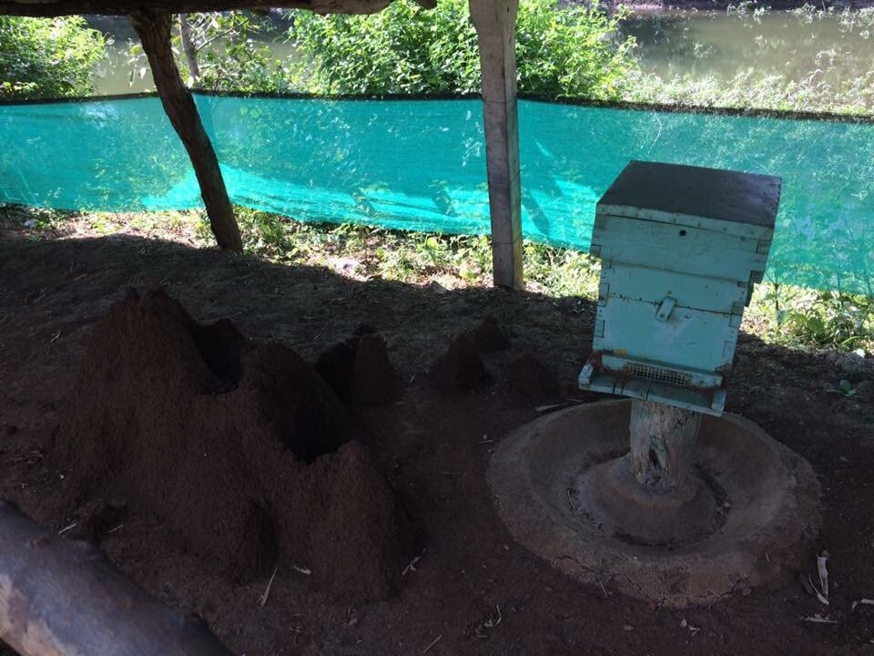 Honey Bees Centre-Saputara必去景点