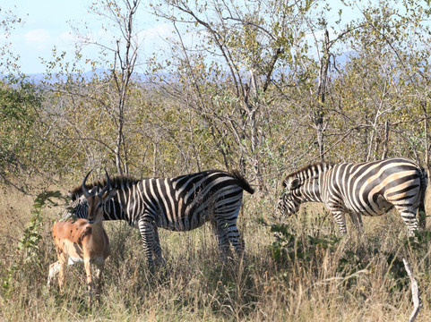 Moving On African Grounds-雾观必去景点