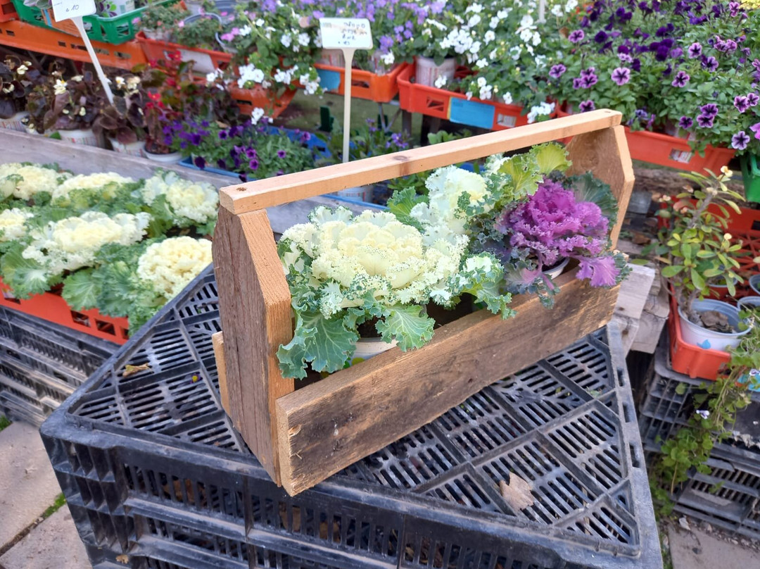 Tulip Wood Workshops - Arad