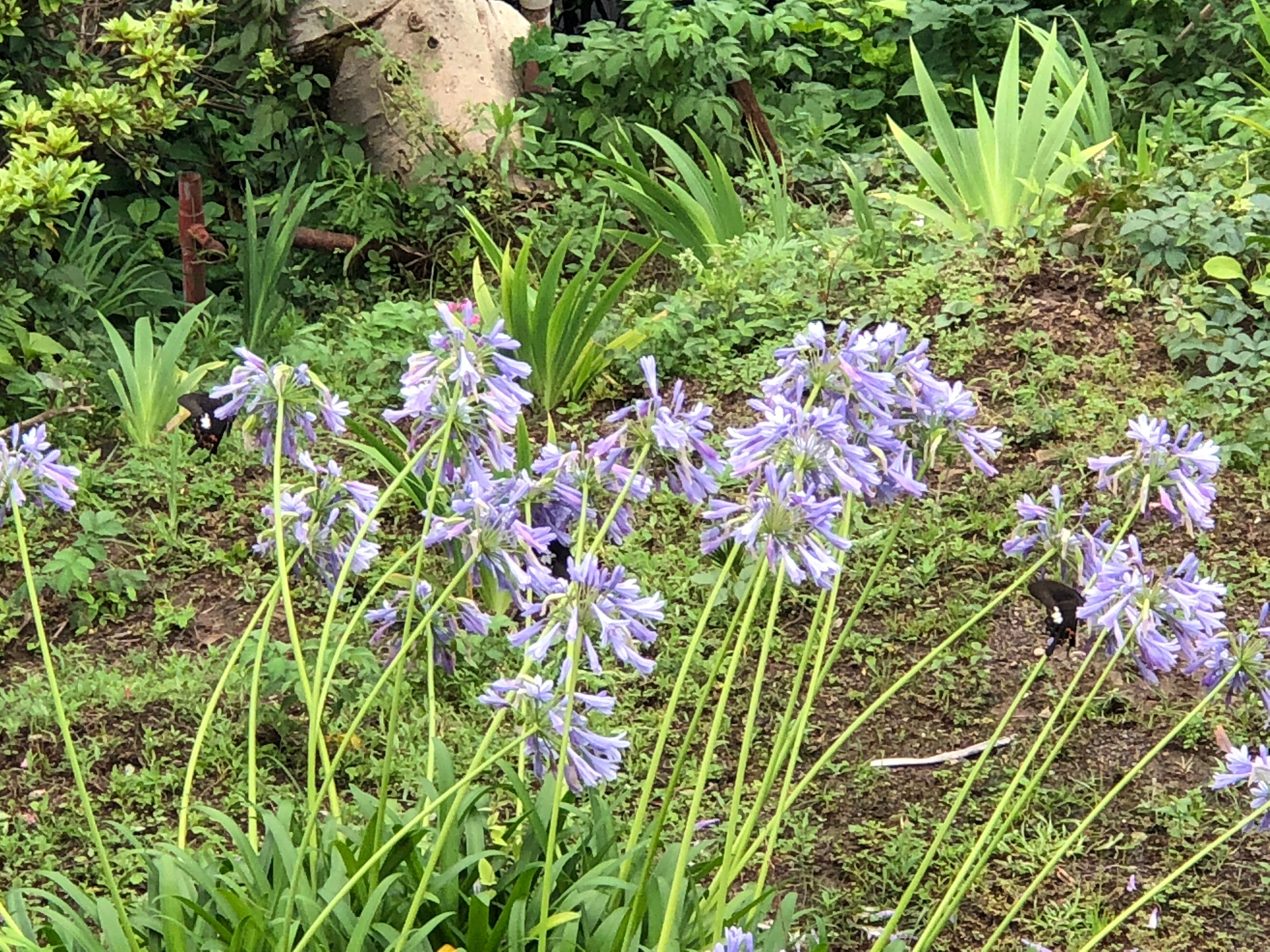 都井岬 国民宿舍-浴室