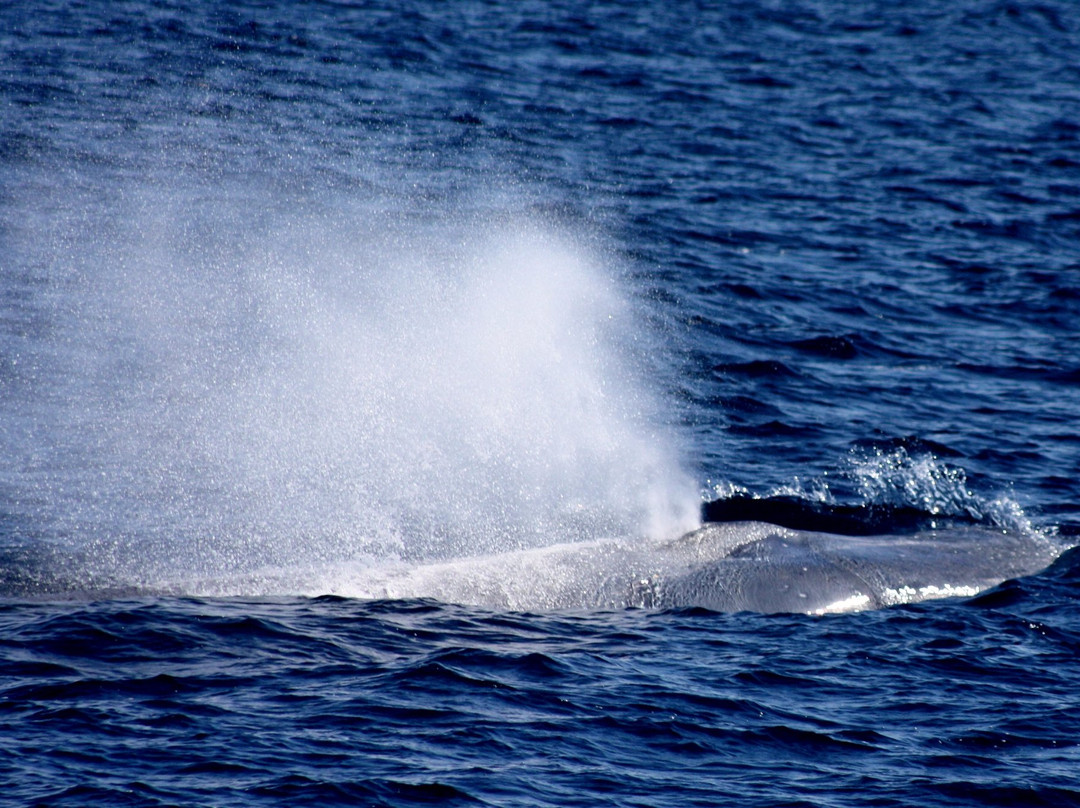 Geographe Maritime Charters-巴瑟尔顿必去景点