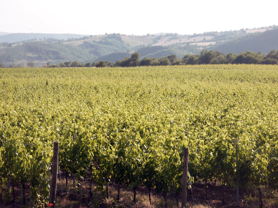 La Biagiola Winery景点图片