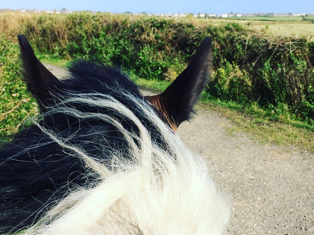 Newton Equestrian Holidays-Mullion必去景点