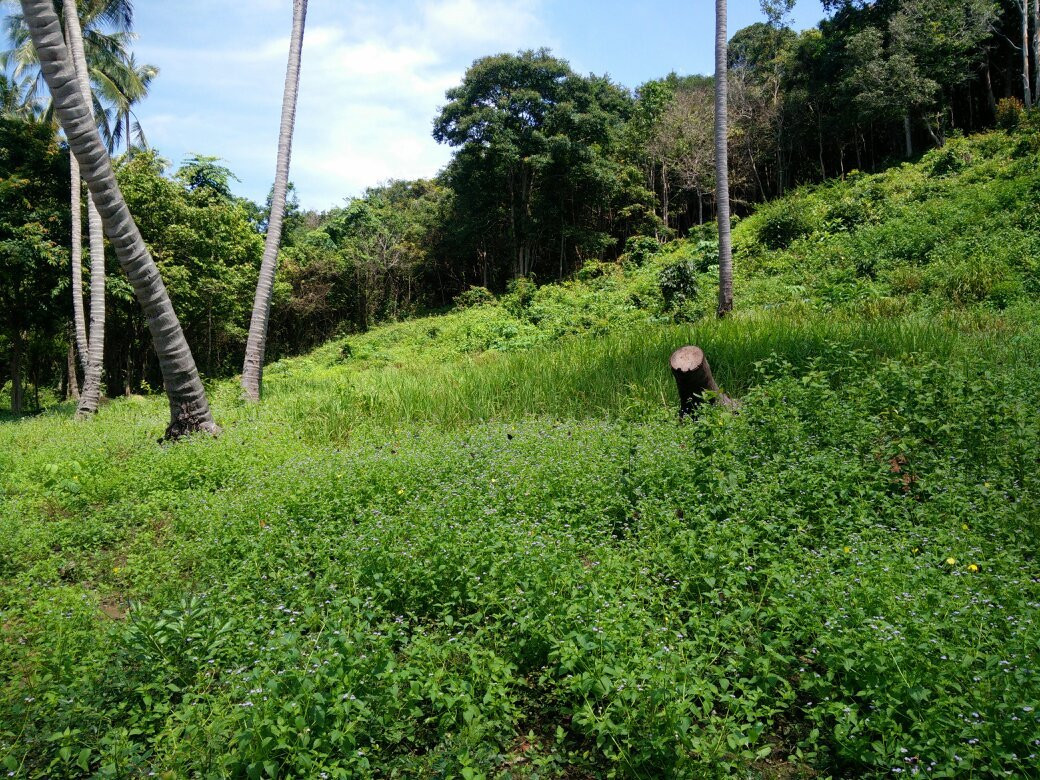 Laem Nok Ok-阁耀亚伊岛必去景点
