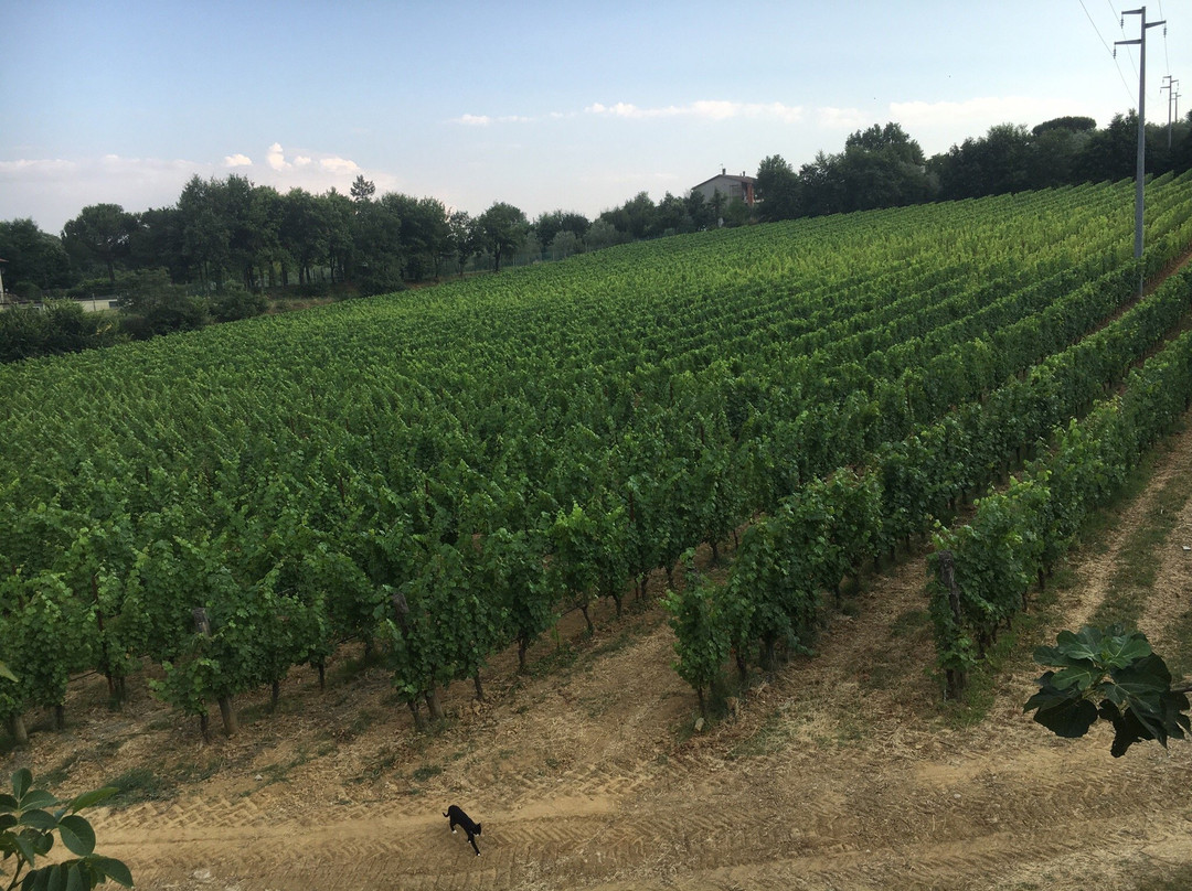 Civitella in Val di Chiana旅游景点-Pie di Colle