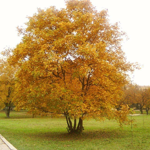 Park Orekhovaya Roshha景点图片