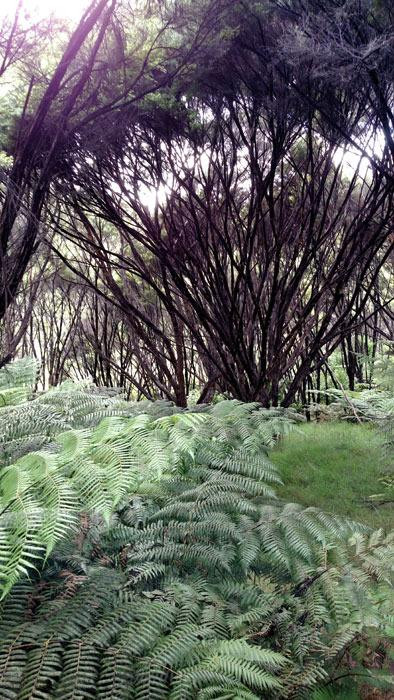 Russell Nature Walks景点图片