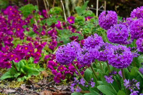 Jensen-Olson Arboretum-朱诺必去景点