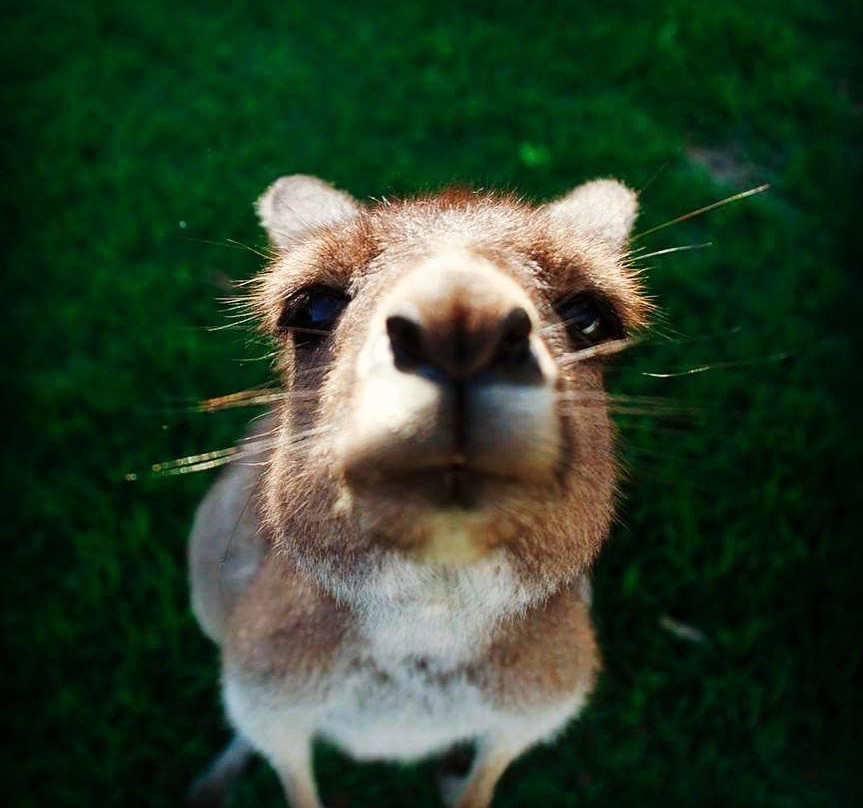 Bunbury Wildlife Park-班伯利必去景点