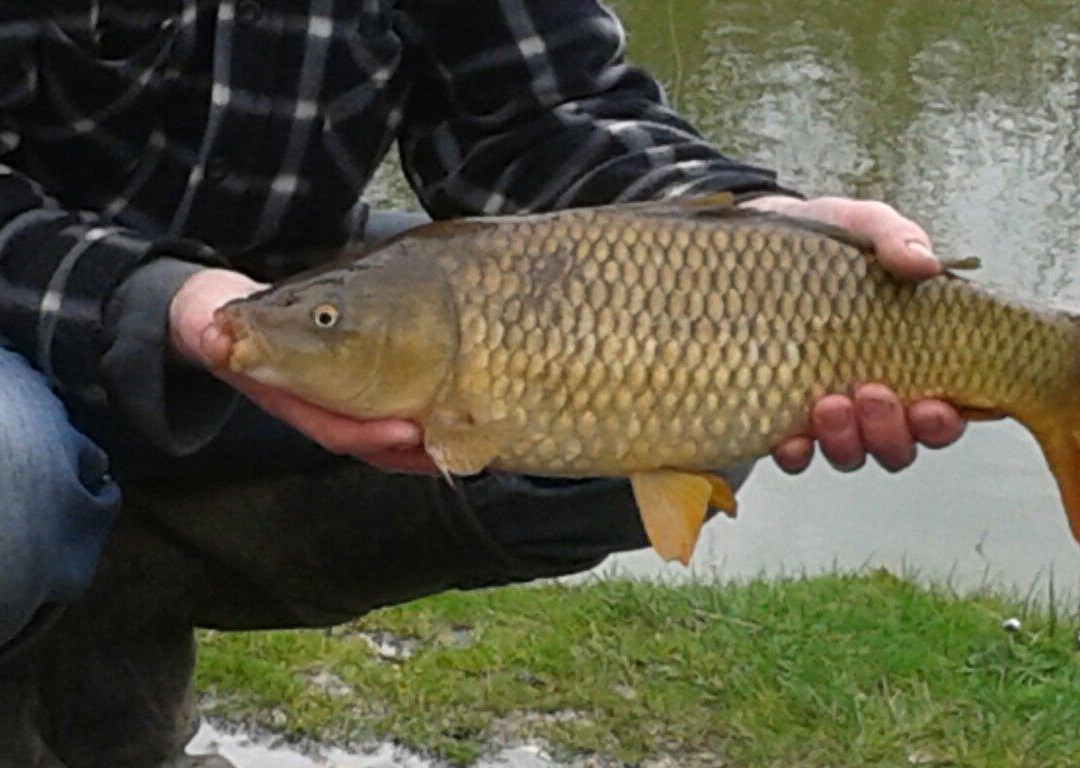 Orchard Lakes Fishery-New Milton必去景点
