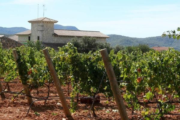 Baron d'Alba Bodegas y Vinedos景点图片
