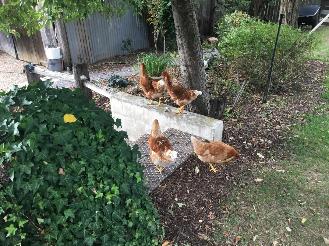 Mutton Falls B&B主图