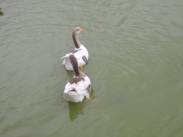 Lago de Vila Galvão-瓜鲁柳斯必去景点