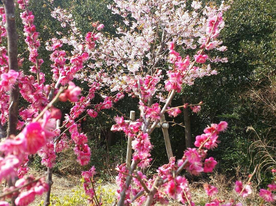 Hijirisaki Park景点图片