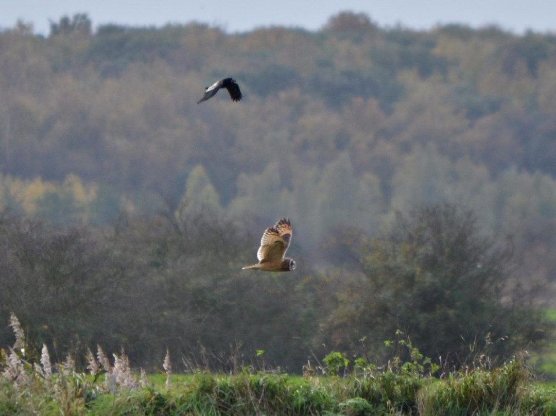 Sandwich Bay Bird Observatory-桑威治必去景点