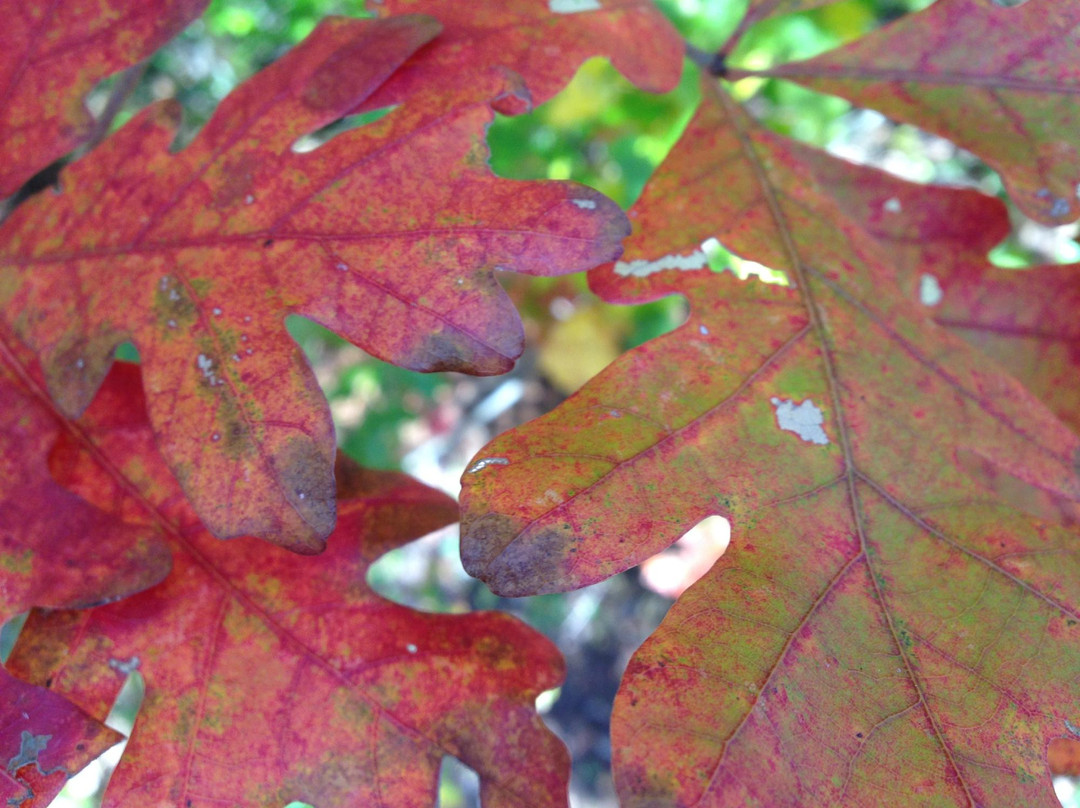 Sundance Gallery Gifts-Blairsville必去景点