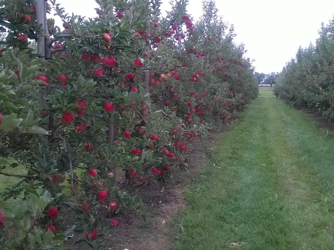 Albion Orchards & Country Market-卡利登必去景点