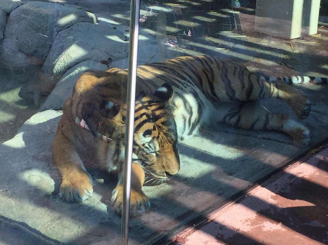 Cincinnati Zoo & Botanical Garden-辛辛那提必去景点
