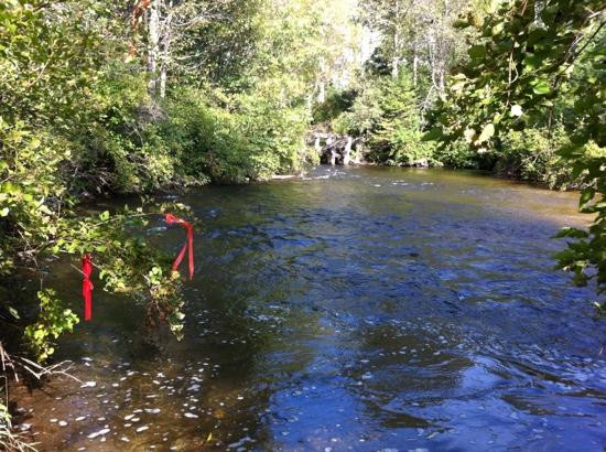 Sturgeon River Paddlesports景点图片