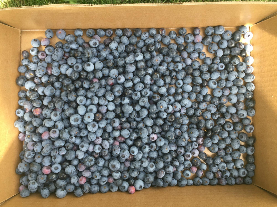 Blue Vista Farm-Bayfield必去景点