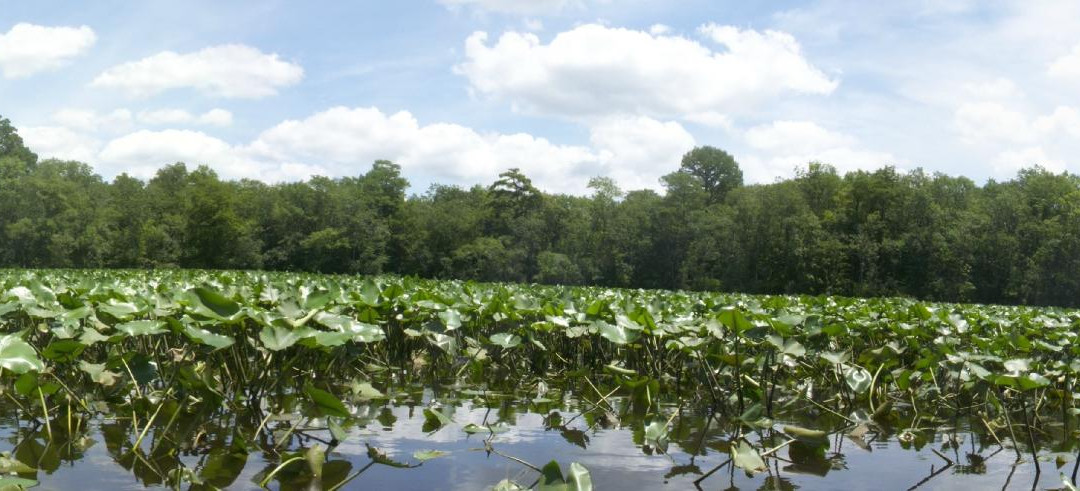 Pocomoke River Canoe Company-Snow Hill必去景点