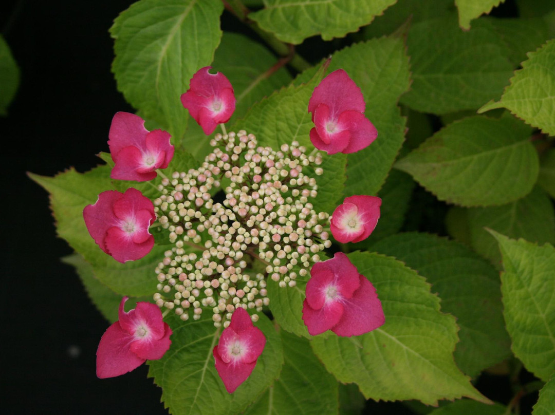 Les Hortensias du Haut Bois景点图片