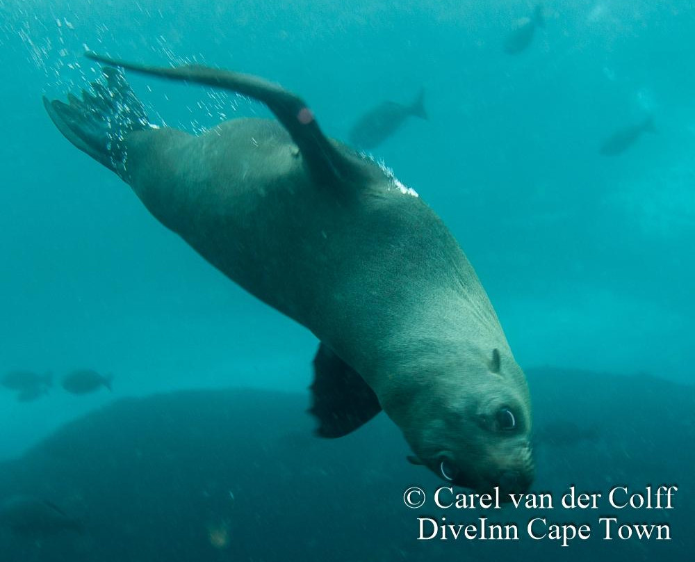 Dive Inn-Plumstead必去景点