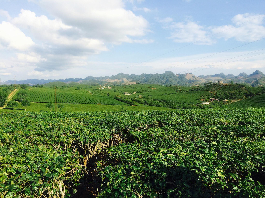 Moc Suong Tea Hill-Moc Chau必去景点