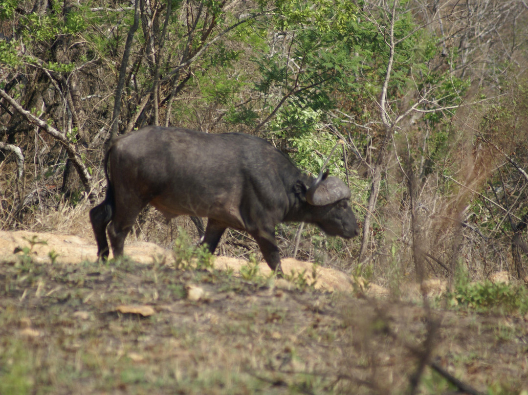 Mthethomusha Game Reserve-马里兰必去景点