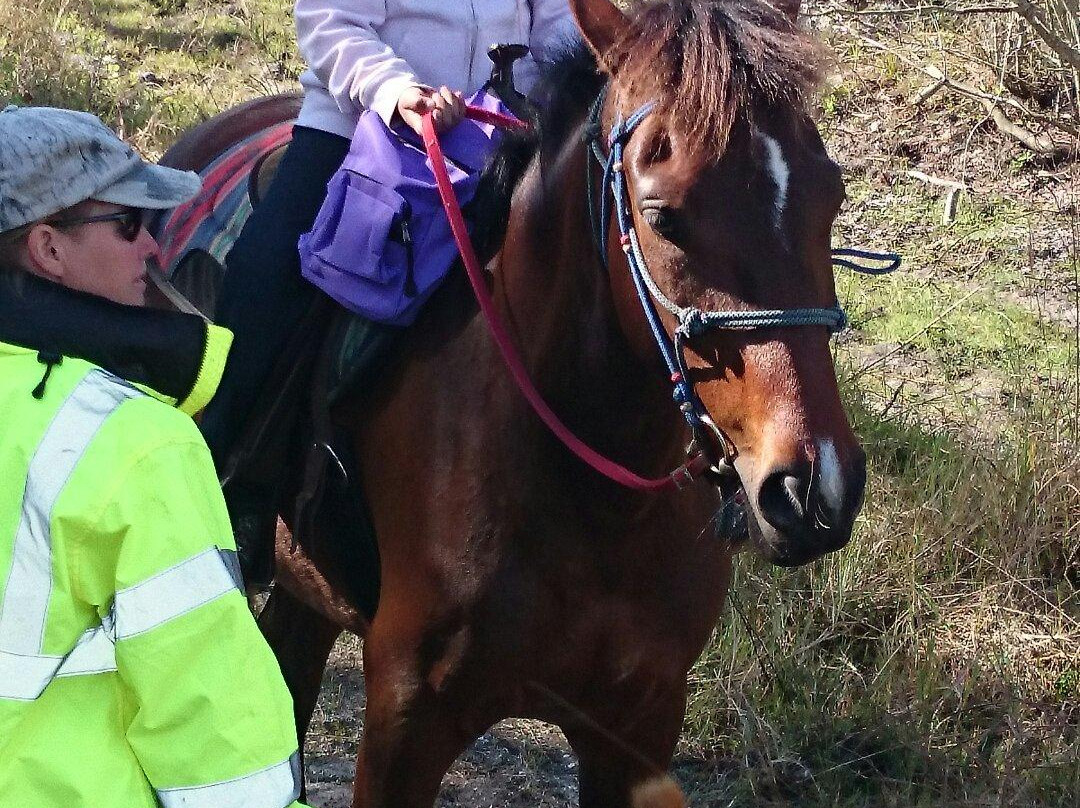 RJ Horse Riding LLC.-Bradenton Beach必去景点