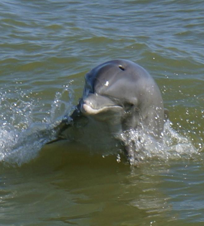 Snook Bight Marina Boat Rentals-迈尔斯堡海滩必去景点