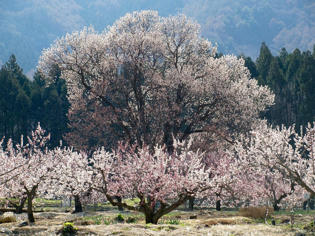 Anzu no Sato Tourist Center-千曲市必去景点