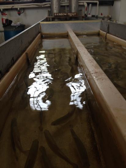 Mt. Whitney Fish Hatchery-Independence必去景点