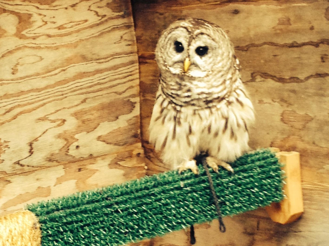 The Raptor Center-圣保罗必去景点