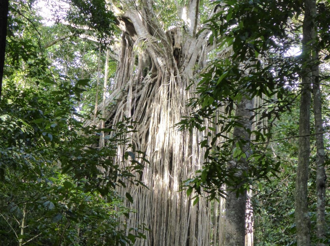 Food Trail Tours-凯恩斯必去景点