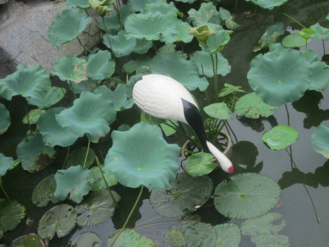 洪湖公园-深圳市必去景点