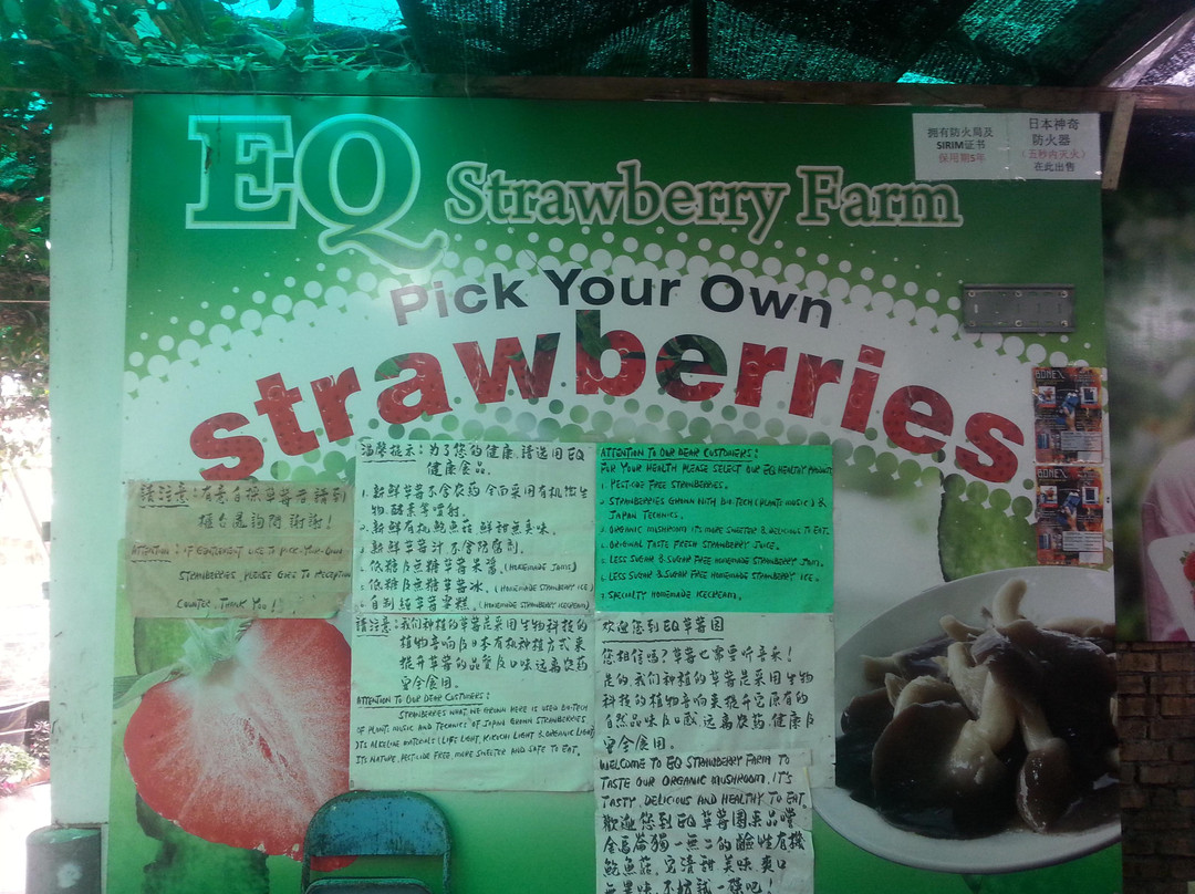 EQ Strawberry Farm景点图片