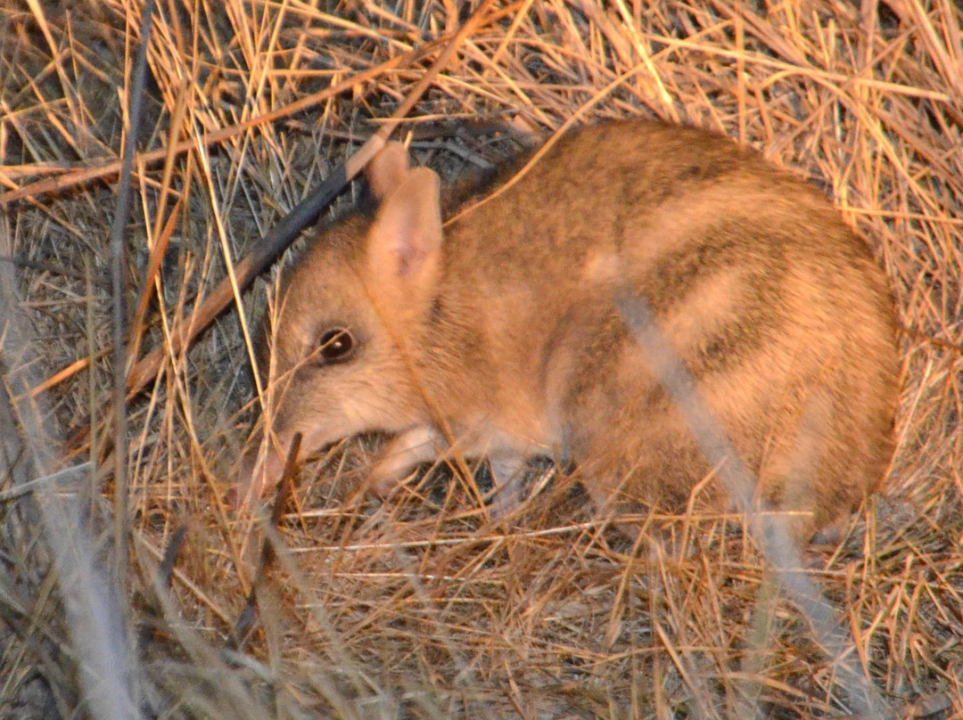 Mount Rothwell Conservation and Research Centre-Little River必去景点