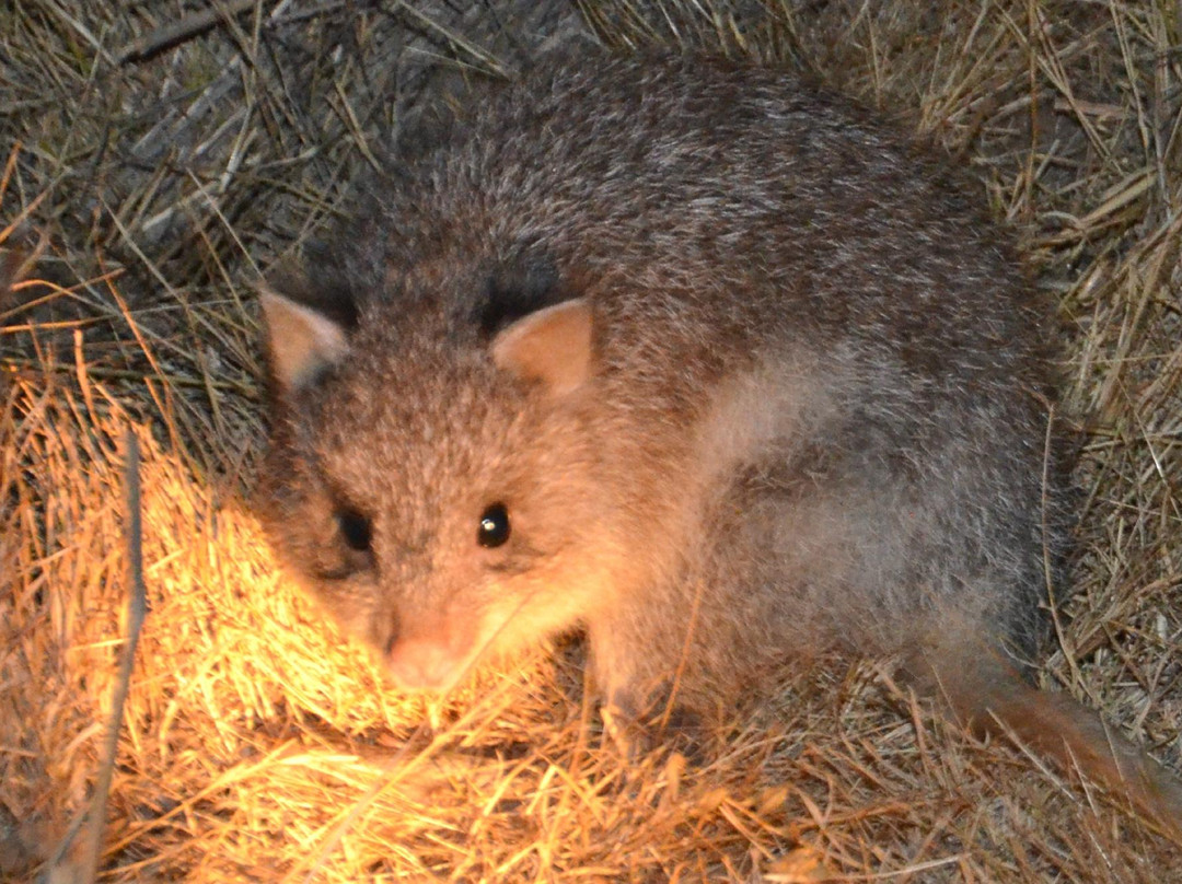 Mount Rothwell Conservation and Research Centre-Little River必去景点