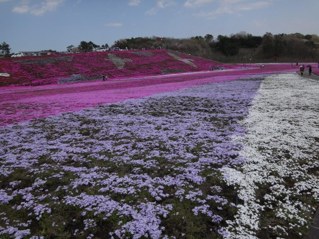 Ichikaimachi Shibazakura Park-市贝町必去景点