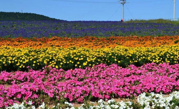 沈阳紫烟薰衣草庄园-沈阳市必去景点