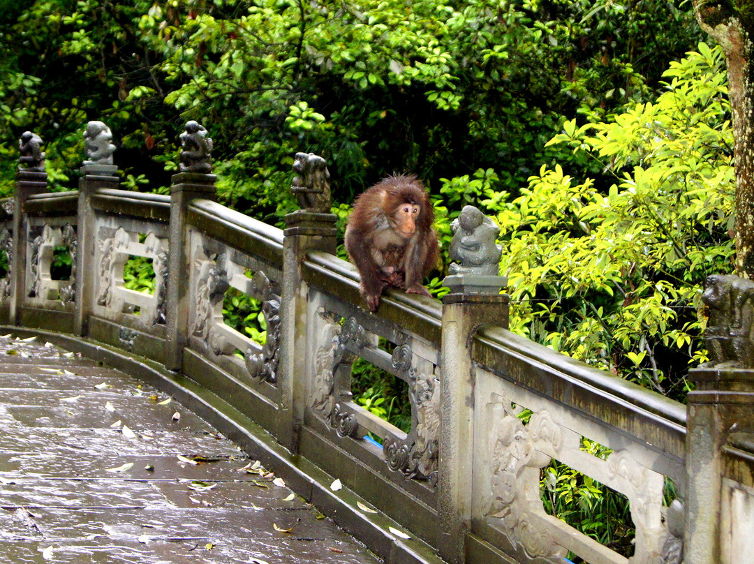 峨眉山自然生态猴区-峨眉山市必去景点
