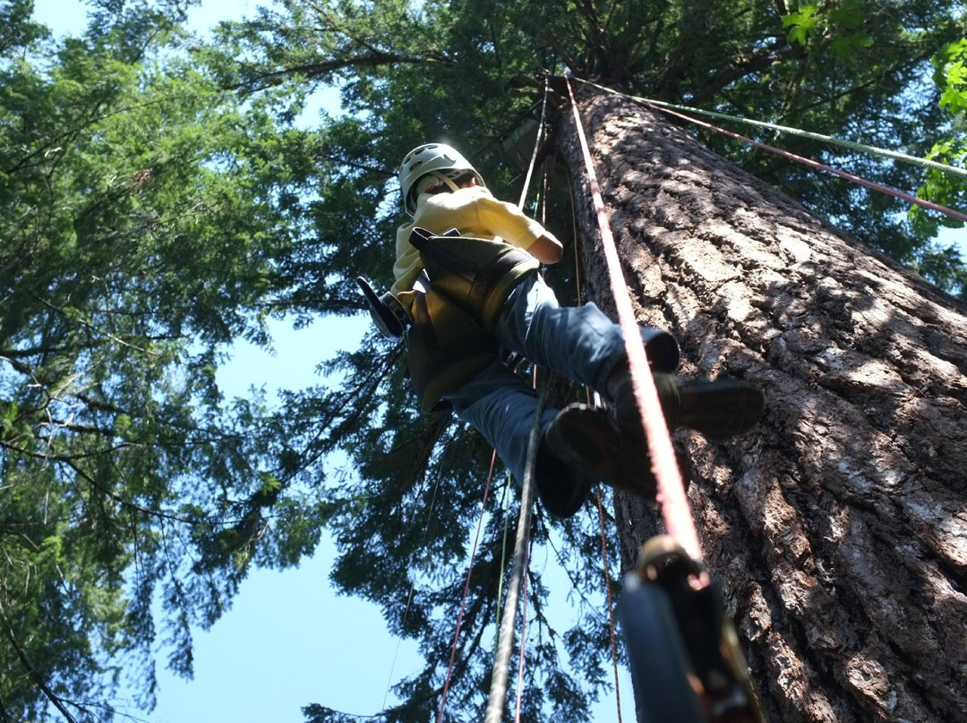 Pacific Tree Climbing Institute-Blue River必去景点