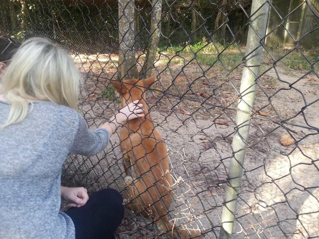Daintree Wild Bed and breakfast-Daintree必去景点