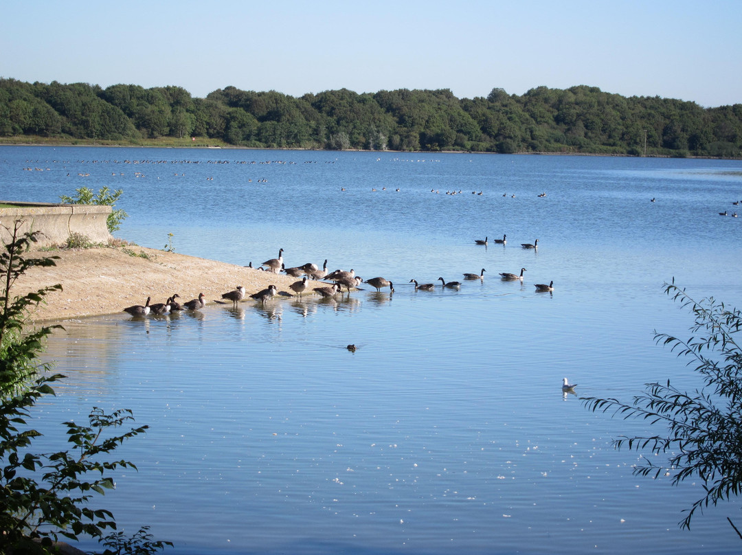Arlington Reservoir and Nature Reserve景点图片