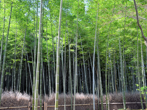嵯峨野竹林-京都市必去景点