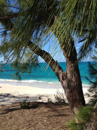 Salt Cay Divers-Salt Cay必去景点