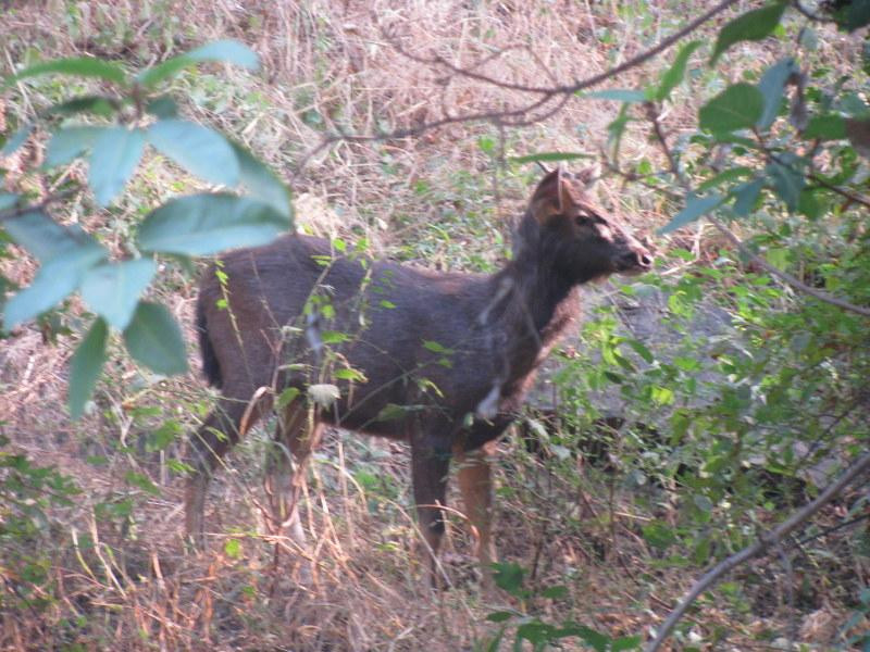 Kumbhalgarh Wildlife Sanctuary-乌代布尔必去景点