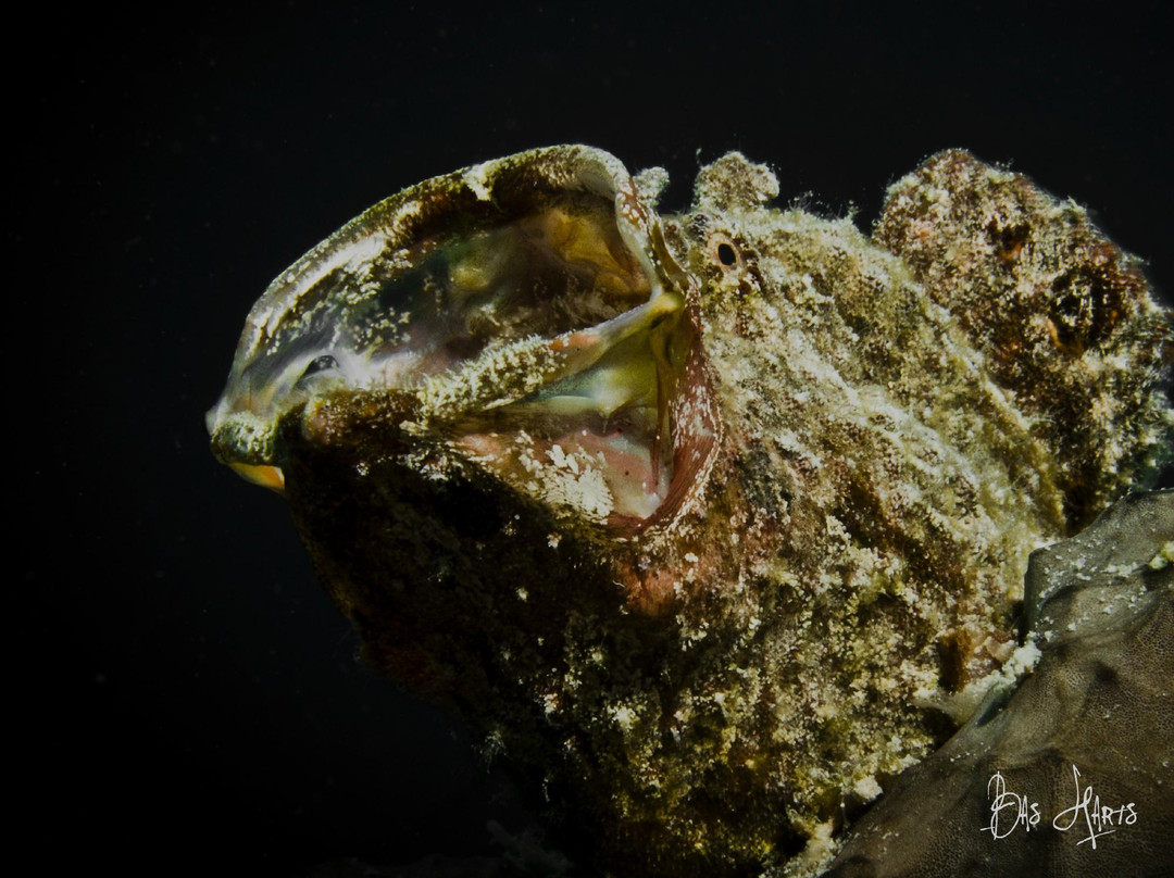 Bas Harts Diving Curacao-威廉斯塔德必去景点